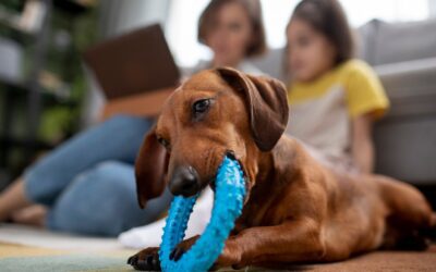 Unveiling the World of Dog Toys and Behavior