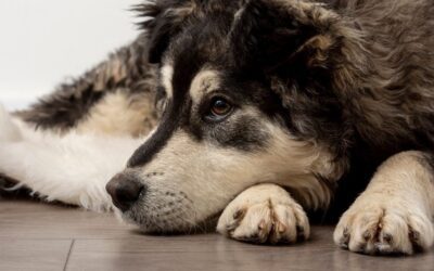 Easing Dog Loneliness Through Mental Stimulation