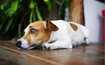 Effective Stress Management for Dogs