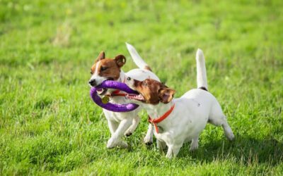 Paws at Play: The Vital Role of Dog Toys Explored.