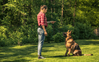 The Importance of Dog Training: Enhancing Bonds and Behaviors